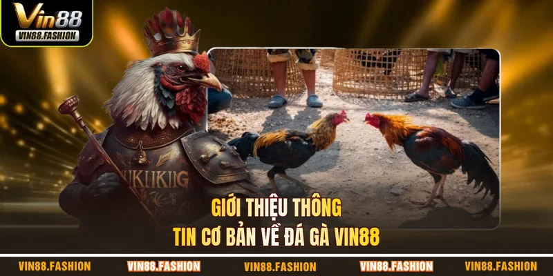 Giới thiệu thông tin cơ bản về đá gà VIN88