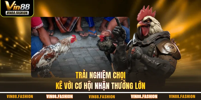 Trải nghiệm chọi kê với cơ hội nhận thưởng lớn